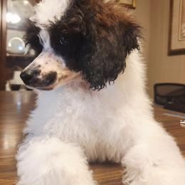Tokyo - Phantom male Poodle puppy in Cypress Inn, Tennessee from Nine Pines Poodles
