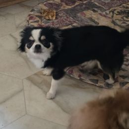 Chihuahua and Pomeranian All Grown Up from Layna Landers