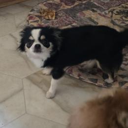Chihuahua and Pomeranian All Grown Up from Layna Landers