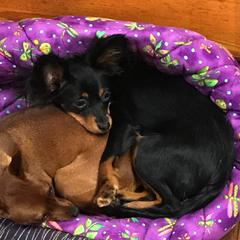 Miniature Pinschers and Russian Toys from Fede Miniature Pinschers & Russian Toys