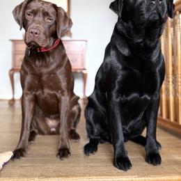 Dilute Retriever, French Bulldog, Labrador Retriever, and Leonberger Puppies from QVR Labradors and Leonbergers