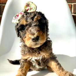 Harbor - Blue merle female Bernedoodle puppy in Pulaski, Tennessee from Doodle My Heart