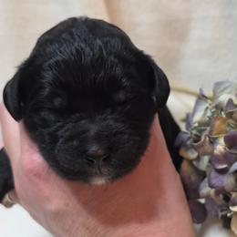 Aspen - Black and white female Bernedoodle puppy in Eatonville, Washington from Mt. Rainier Doodle Dogs