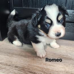 Romeo - Black and white male American Corgi puppy in Oak Harbor, Washington from Blackberry Hill Corgis