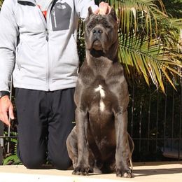 Peppe - Cane Corso