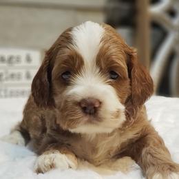 Cockapoo, Cocker Spaniel, and Goldendoodle Puppies from Robbin's Treasures