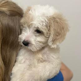 Mr Orange - Parti male Goldendoodle puppy in Nampa, Idaho from Farmhouse Goldens