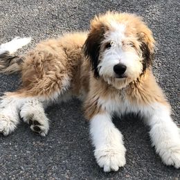 Bernedoodles from Fife and Wife Ranch LLC
