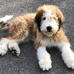 Bernedoodles from Fife and Wife Ranch LLC