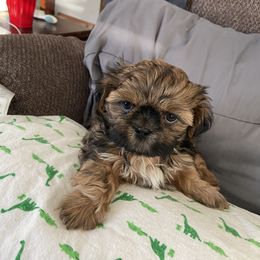Boy 2 - Shih Tzu puppy in Randolph, Wisconsin from Glen Y Gors Gagnon Riordan Shih Tzus