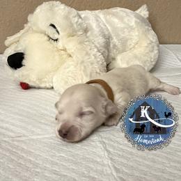 Deedee - Cream female Dachshund puppy in Clearlake Oaks, California from K’s Homestead