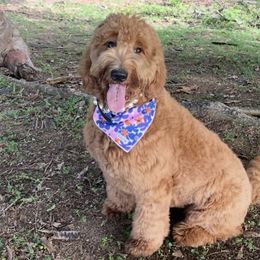 Lily - Goldendoodle