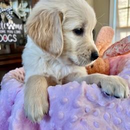 Golden Retriever Puppies from Retriever Ranch