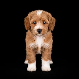 Trixie - Red  female Goldendoodle puppy in Floyd, Virginia from Hearts and Paws Poodles and Doodles