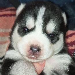 Beyla - Sable and white female Siberian Husky puppy in Richland, Mississippi from Feazell’s Siberian Huskies