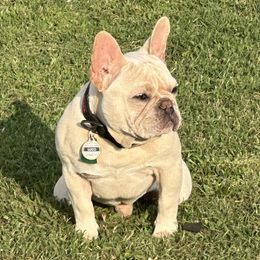 French Bulldogs from Patriot Paws Kennel