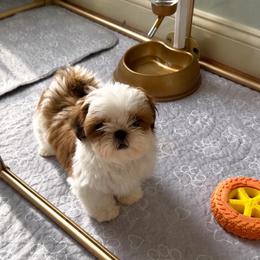 Grayson - Red and white male Shih Tzu puppy in Frederick, Maryland from Shih Tzu Puppy in Maryland