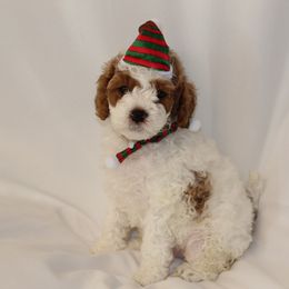 Frosty (White collar boy) - Cream male Cavapoo puppy in Eagle Mountain, Utah from Liberty Farms Puppies