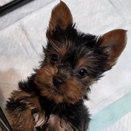 Boy 2 - Black and tan male Yorkshire Terrier puppy in Aiken, South Carolina from Sio's Yorkies