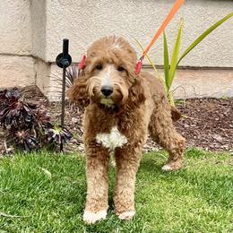 Lisa - Goldendoodle