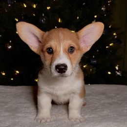 Max - Red male Pembroke Welsh Corgi puppy in Northwood, Iowa from Sorrel Sands Corgis