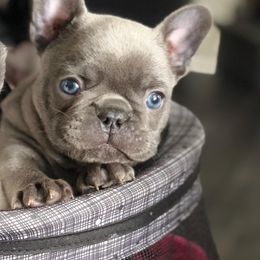 French Bulldog Puppies from Amocat Bullies