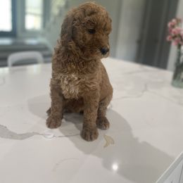 Goldendoodle Puppies from Goldendoodle’s Love