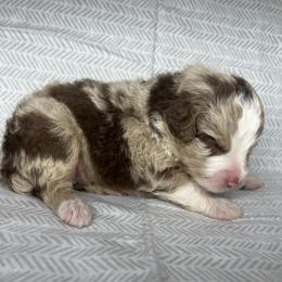 Boy 1 - Red merle male Aussiedoodle puppy in Alabama from SBA Aussies