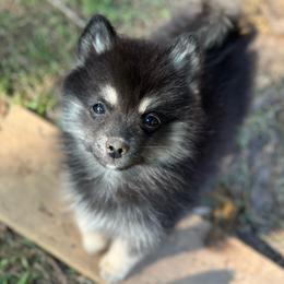 Pepper - Black male Pomsky puppy in Conway, Arkansas from Prancing Pomskies