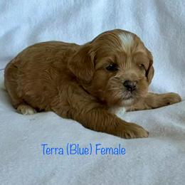 Terra - Cream female Shichon puppy in De Pere, Wisconsin from Kinzor Kennels