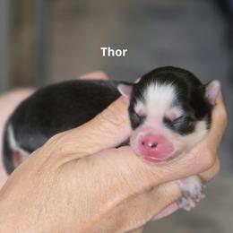 Thor - Black and white male Pomsky puppy in Fredericksburg, Virginia from Purely Pomskies