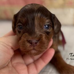 Treasure maroon collar - Chocolate female Cavapoo puppy in Beckley, West Virginia from By Design Doodles