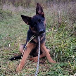 Aqua Collar - Athena - Black and red female German Shepherd puppy in Augusta, West Virginia from Cricket Hollow Canines