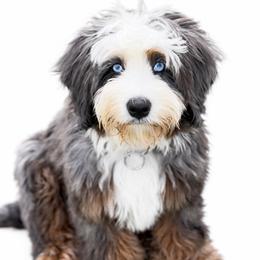 Clark - Bernedoodle