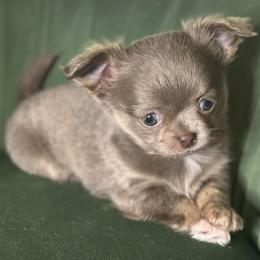 Lauren - Chocolate female Chihuahua puppy in Northboro, Iowa from So Sweet Chihuahuas
