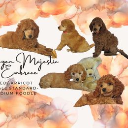 Poodle Puppies from Majestic Embrace