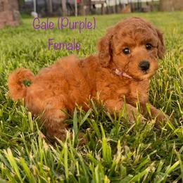 Gale - Red  female Goldendoodle puppy in De Pere, Wisconsin from Kinzor Kennels