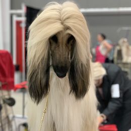 Afghan Hounds from Swanah