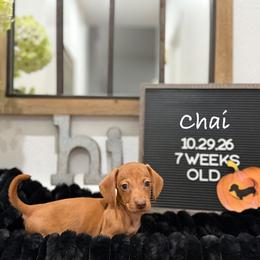 Chai - Red male Dachshund puppy in Goodyear, Arizona from AZ Low Life Doxies