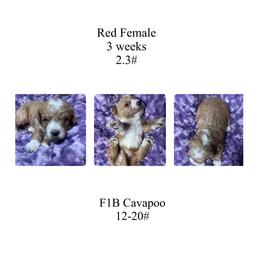 Red female - Red female Cavapoo puppy in Clarksville, Iowa from Iowa Heartland Doodles