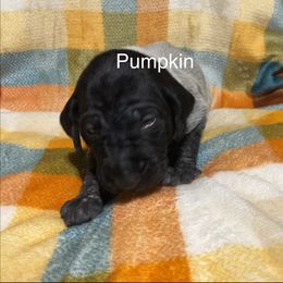 Pumpkin - Black roan female German Shorthaired Pointer puppy in Jackson, Georgia from Tiner GSP’s LLC