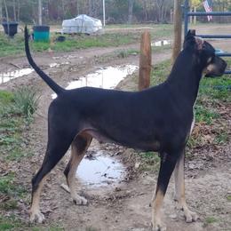 Roxie - Great Dane