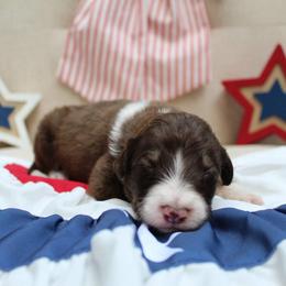 Scout - Sable male Bordoodle puppy in Ashland, Ohio from Cherry Blossom Doodles