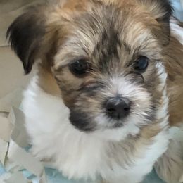 Afghan Hound and Havanese Puppies from Dragonfly Kennels
