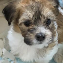 Afghan Hound and Havanese Puppies from Dragonfly Kennels