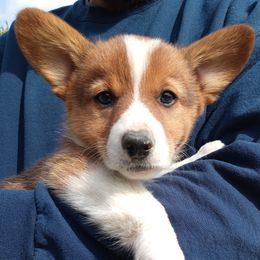 Sequoia - Sable male Pembroke Welsh Corgi puppy in Champaign, Illinois from McGovern Family Corgis