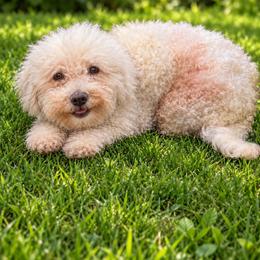 Elsie - Bichon Frise
