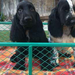 Dove - Black female Field Spaniel puppy in California from Pridemark