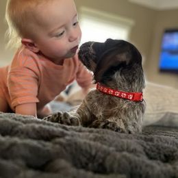 Wirehaired Pointing Griffon Puppies from Saint Barbara's Wirehaired Pointing Griffons