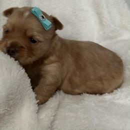 Armani - Gold male Yorkshire Terrier puppy in Howe, Oklahoma from Ray Holder